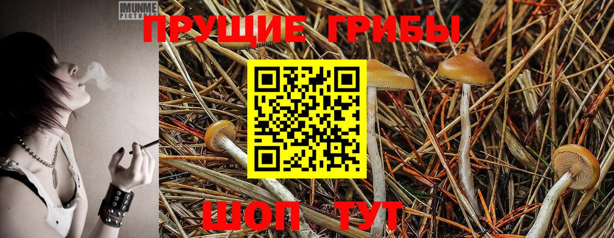 Псилоцибиновые грибы Psilocybe  закладки  Звенигород  Вход с VPN 